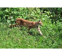 OZLHSP Puzzle 500 pièces Fille Lynx Grands félins Animal 52x38cm