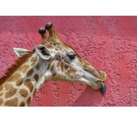 OZLHSP Puzzle 500 pièces Garcon Girafes Animaux 52x38cm