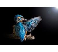 OZLHSP Puzzle 500 Pieces Martin-pêcheur d'europe Animaux 52x38cm