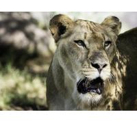 OZLHSP Puzzle 500 Pieces oeuvre d Art Animaux Lions Grands félins 52x38cm
