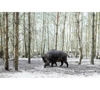 OZLHSP Puzzle 500 Pieces oeuvre d Art Animaux sangliers 52x38cm