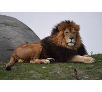 OZLHSP Puzzle 500 Pieces oeuvre d Art Lions Grands Animaux 52x38cm