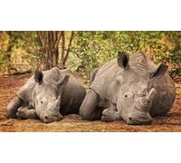 OZLHSP Puzzle 500 pièces Rhinocéros Animal 52x38cm