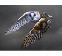 OZLHSP Puzzle Adulte 1000 pièces Hiboux Animaux 75x50cm