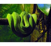 OZLHSP Puzzle Adulte 500 Pieces Animaux Serpents 52x38cm