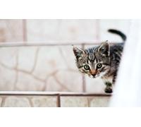 OZLHSP Puzzle Adulte 500 pièces Chatons Animaux 52x38cm