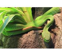 OZLHSP Puzzle Adulte Puzzle 1000 Pieces Serpents Animaux 75x50cm