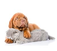 OZLHSP Puzzle Adulte Puzzle 1500 Pieces Dogue de Bordeaux Chiots Animaux 87x57cm