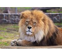 OZLHSP Puzzle Adultes Puzzle 1000 Piece Lions Grands félins Animaux 75x50cm