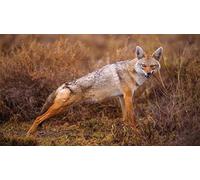 OZLHSP Puzzle Adultes Puzzle 1500 Piece Loups Coyotes Animaux 87x57cm