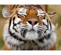 OZLHSP Puzzle Adultes Puzzle 1500 Piece Tigres Grands félins Animaux 87x57cm