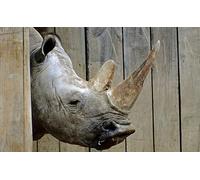 OZLHSP Puzzle Adultes Puzzle 500 Piece Animaux rhinocéros 52x38cm