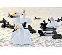 OZLHSP Puzzle Adultes Puzzle 500 Piece Canards Cygnes Animaux 52x38cm