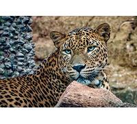 OZLHSP Puzzle Adultes Puzzle 500 Piece Léopards Grands félins Animaux 52x38cm