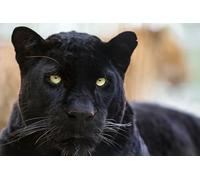 OZLHSP Puzzle Bois Enfant Puzzle 500 pièces Jaguar Panthers Grands Félins 52x38cm