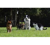 OZLHSP Puzzle Chantier 1000 Pieces Chihuahua Border Collie Animaux 75x50cm