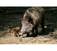 OZLHSP Puzzle Chantier 1500 Pieces Animaux bébés sangliers 87x57cm