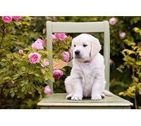 OZLHSP Puzzle Chantier 500 Pieces Chiot Golden Retriever 52x38cm