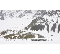 OZLHSP Puzzle Chantier 500 Pieces Pingouins Animal 52x38cm
