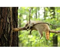 OZLHSP Puzzle Chantier 500 Pieces Ratons laveurs Animal 52x38cm