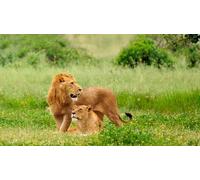OZLHSP Puzzle Difficile Adulte 1000 pièces Lion Grands félins Animal 75x50cm