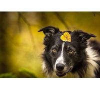 OZLHSP Puzzle Difficile Adulte 500 pièces Animaux Border Collie 52x38cm