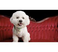 OZLHSP Puzzle Enfant 1000 Pieces Bichon Havanais Animaux 75x50cm