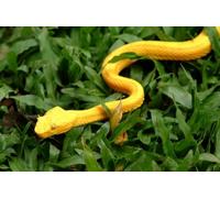 OZLHSP Puzzle Enfant 1000 Pieces Serpents Animaux 75x50cm