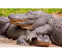OZLHSP Puzzle Enfant 1500 Pieces Animaux Crocodiles 87x57cm