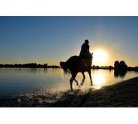 OZLHSP Puzzle Enfant 500 pièces Animaux à Cheval 52x38cm