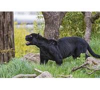 OZLHSP Puzzle Enfant 500 pièces Jaguars Panthères Grands félins Animal 52x38cm