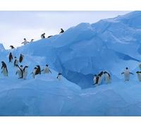 OZLHSP Puzzle Enfant 500 pièces Pingouins Animaux 52x38cm