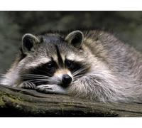 OZLHSP Puzzle Enfant 500 pièces Ratons laveurs Animaux 52x38cm