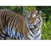 OZLHSP Puzzle Enfant 500 Pieces Tigre de l'amour Tigres Animaux 52x38cm