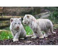 OZLHSP Puzzle Enfant 500 Pieces Tigres et Grands félins 52x38cm