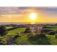 OZLHSP Puzzle Enfant 500 Pieces Vaches Horizon Animal 52x38cm