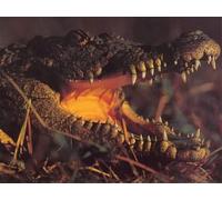 OZLHSP Puzzle Garcon 1000 pièces Crocodiles Animal 75x50cm