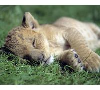 OZLHSP Puzzle garçon 1000 Pieces Lions et Grands félins 75x50cm