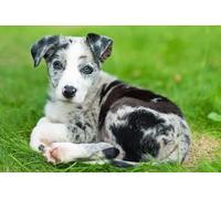 OZLHSP Puzzle Garcon 500 pièces Chiots Border Collie Animaux 52x38cm