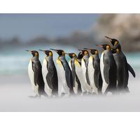 OZLHSP Puzzle garçon 500 Pieces Pingouins Manchot Royal Animaux 52x38cm