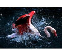 OZLHSP Puzzle geant Adulte 1000 Piece Animal Flamant Rose 75x50cm