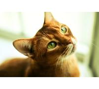 OZLHSP Puzzle geant Adulte 1000 Piece Animaux 75x50cm