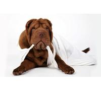OZLHSP Puzzle geant Adulte 1000 Piece Animaux Shar Pei 75x50cm