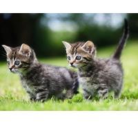 OZLHSP Puzzle geant Adulte 1000 Piece Chatons Animaux 75x50cm