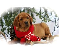 OZLHSP Puzzle geant Adulte 1000 Piece Écharpe pour Chiot Labrador Retriever 75x50cm