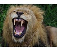 OZLHSP Puzzle geant Adulte 1000 Piece Lions Grands félins Animaux 75x50cm