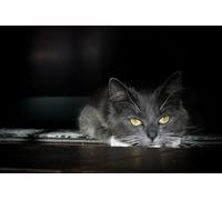 OZLHSP Puzzle geant Adulte 1500 Piece Animaux 87x57cm