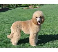 OZLHSP Puzzle geant Adulte 1500 Piece Caniches Animaux 87x57cm