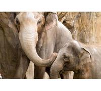 OZLHSP Puzzle geant Adulte 1500 Piece Éléphants Animal 87x57cm