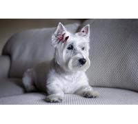 OZLHSP Puzzle geant Adulte 500 Piece Animaux Blancs des West Highlands 52x38cm